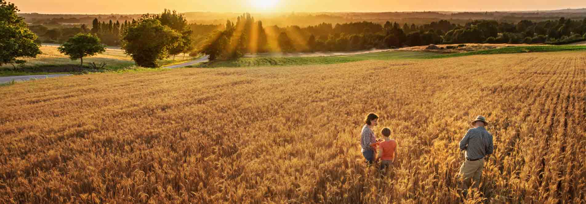 Family in a wheat field during sunset